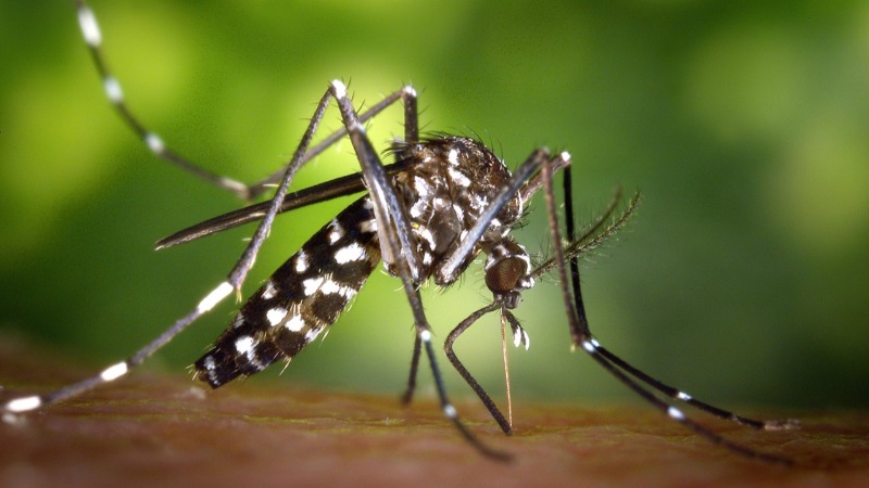 Semana de Mobilização contra o Mosquito Aedes aegypti - Prefeitura  Municipal de Ituporanga